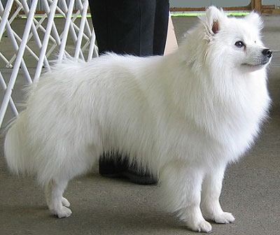american_eskimo_dog_h03.jpg
