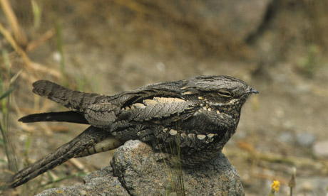 Nightjar460.jpg