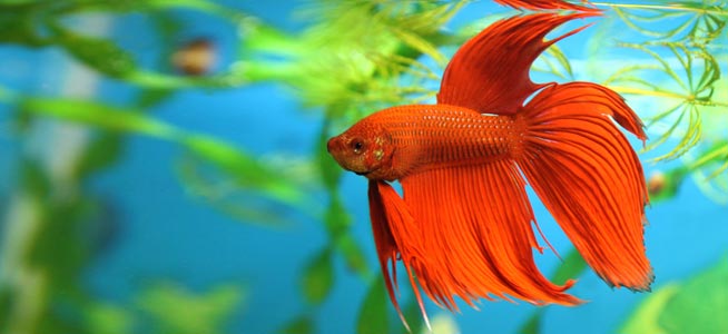 siamese-fighting-fish-01.jpg