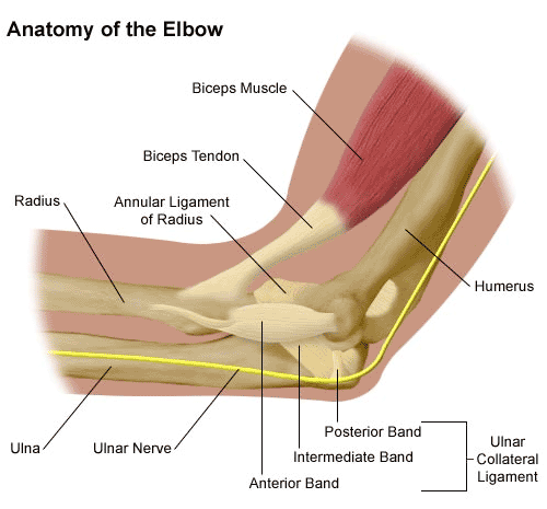 anatomy-of-the-elbow.gif