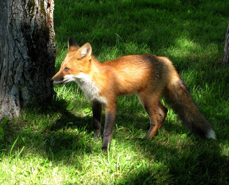 Red-Fox_Andrea-MacEachern-2.jpg
