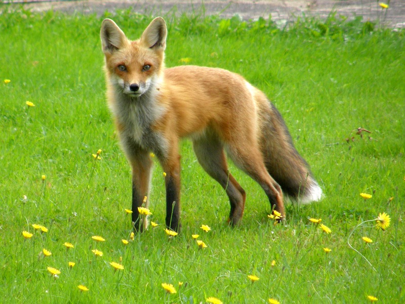 fox-1.jpg