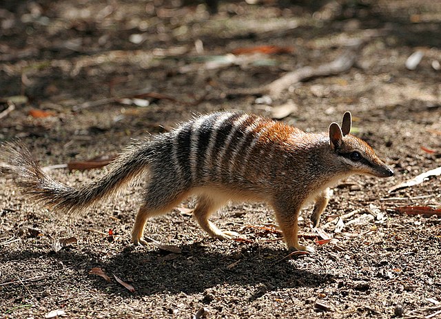640px-Numbat.jpg