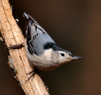 white_breasted_nuthatch_3.jpg