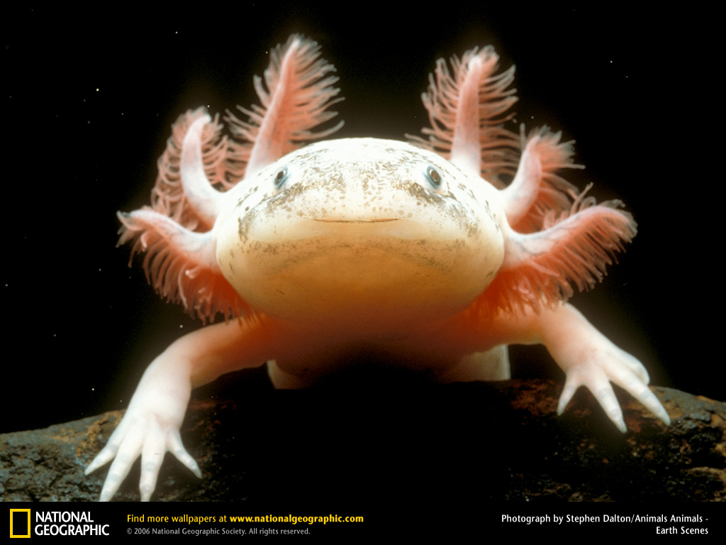 axolotl-4.jpg