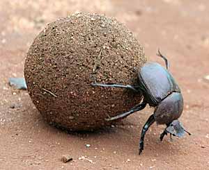 dung-beetle_8470_blog.jpg