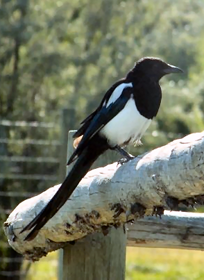 Black-billed_Magpie.png