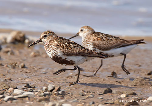 dunlin-20-2009-09.jpg