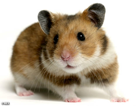 HamsterREX_468x362.jpg