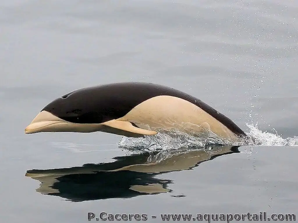 lissodelphis-peronii.jpg