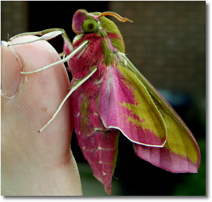 20070613elephant_hawk_moth.png