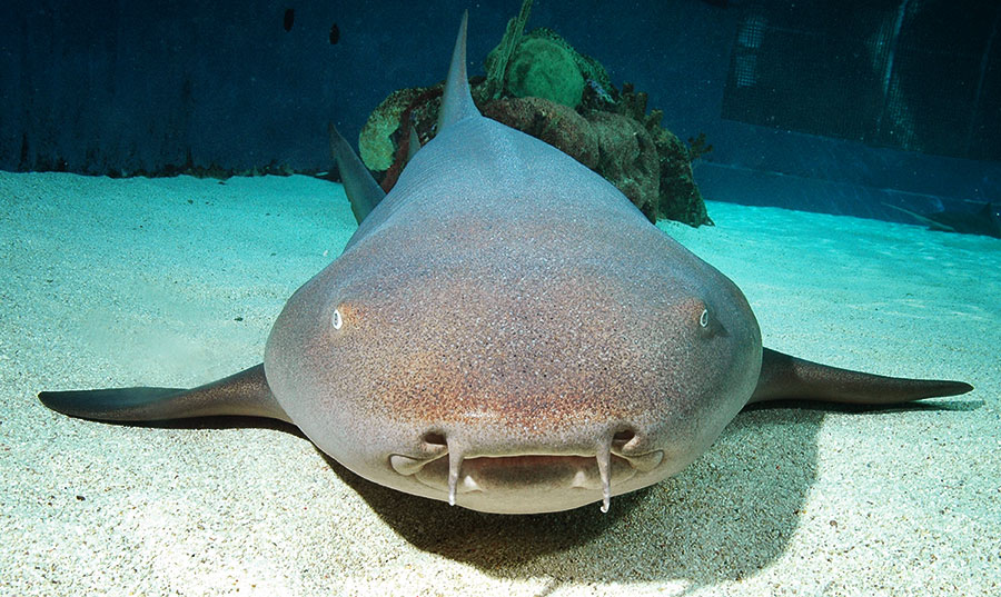 Nurse-Shark-Head-On_LRG.jpg