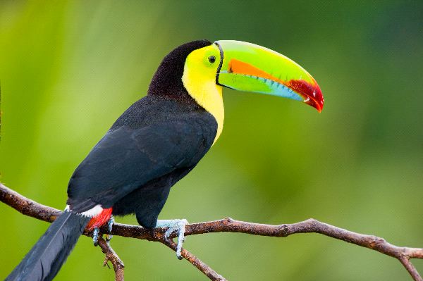 Keel_Billed_Toucan_Central_America._600.jpg