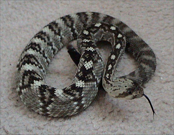 Northern_black-tailed_rattlesnake.jpg