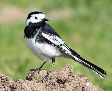 pied-wagtail-3.jpg