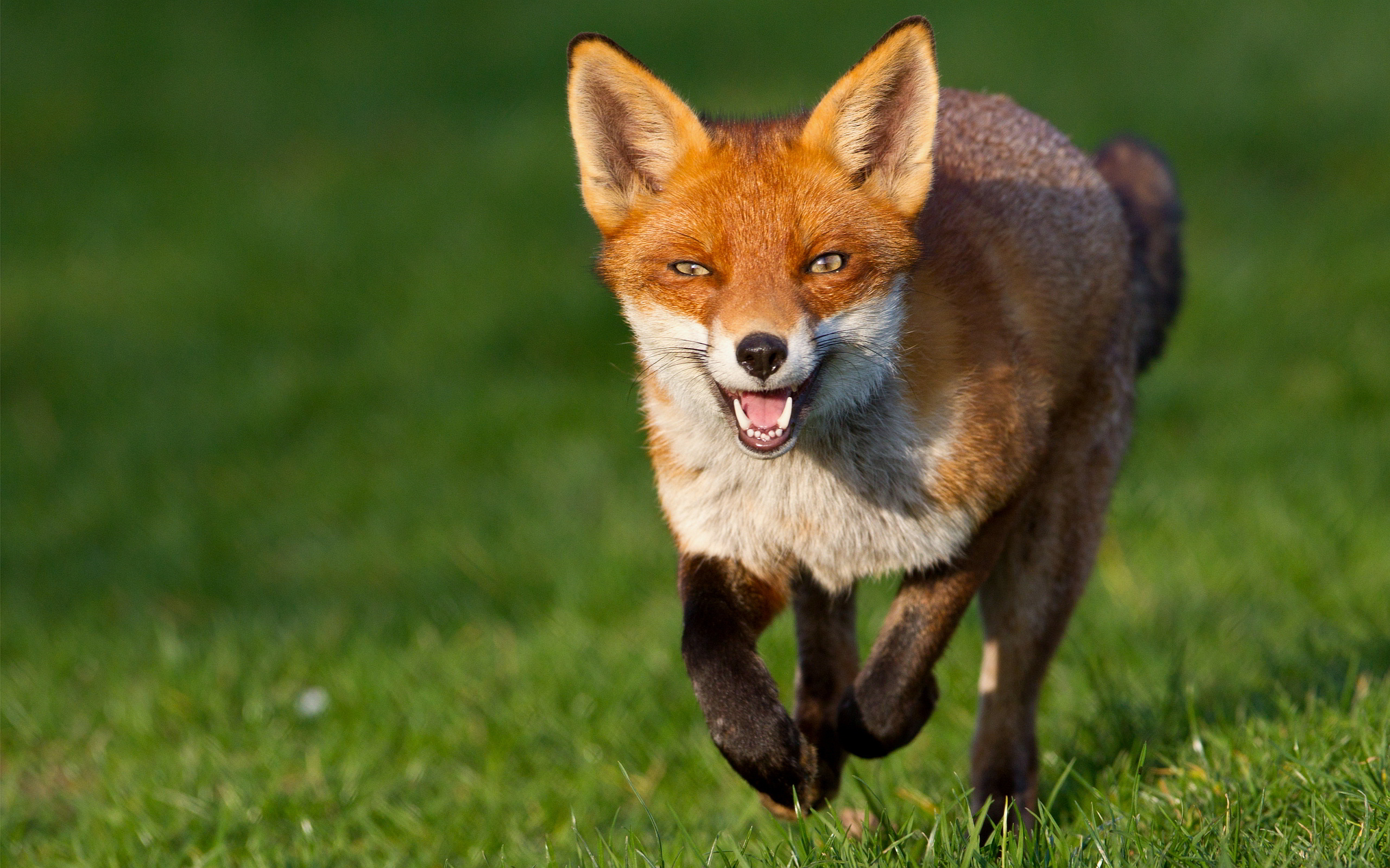 fox-running.jpg