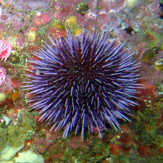 Real_Sea_Urchin.jpg