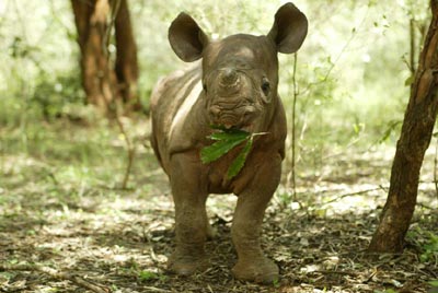 baby-rhino.jpg