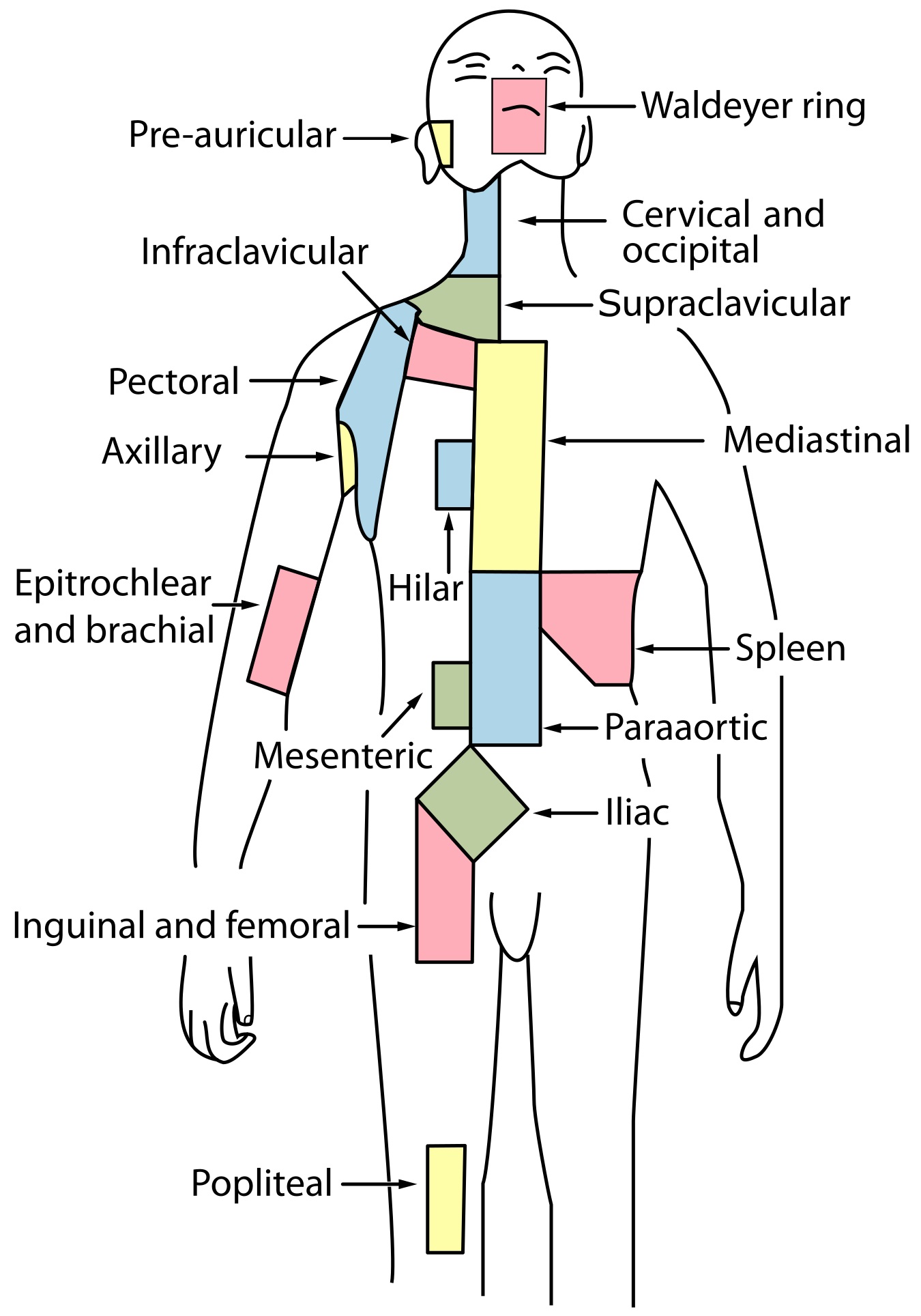 Lymph_node_regions.jpg