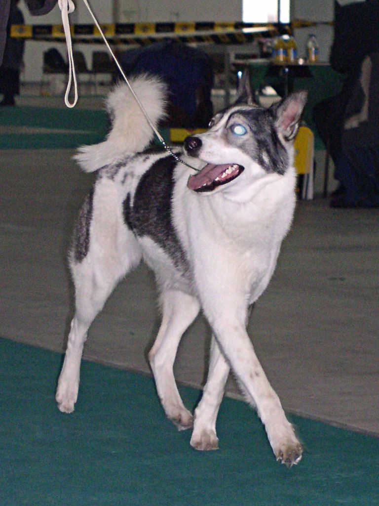 East_Siberian_Laika_03.jpg