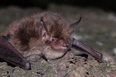 Myotis+alcathoe.jpg