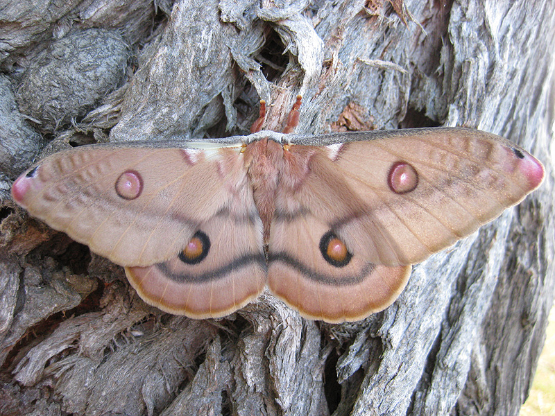 2010-01-04_moth1.jpg