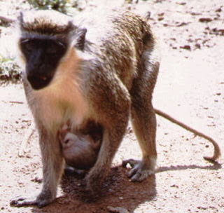 tantalus-monkey.jpg