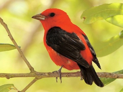 scarlet_tanager_dannybales.jpg