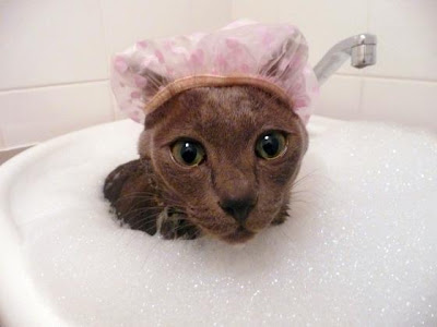 Cat+Bathe.jpg