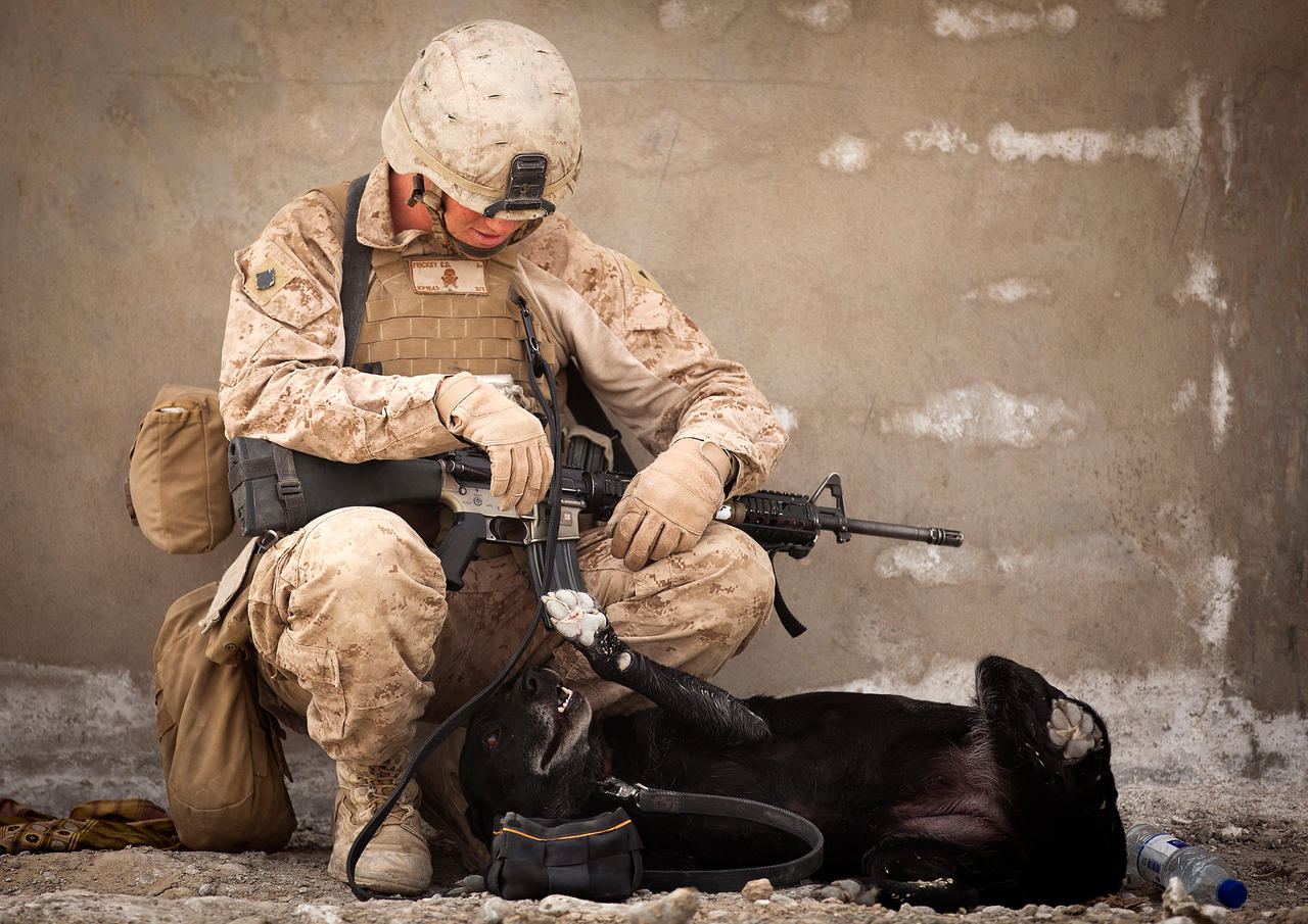 ied_detection_dog_by_militaryphotos-d55rz1x.jpg