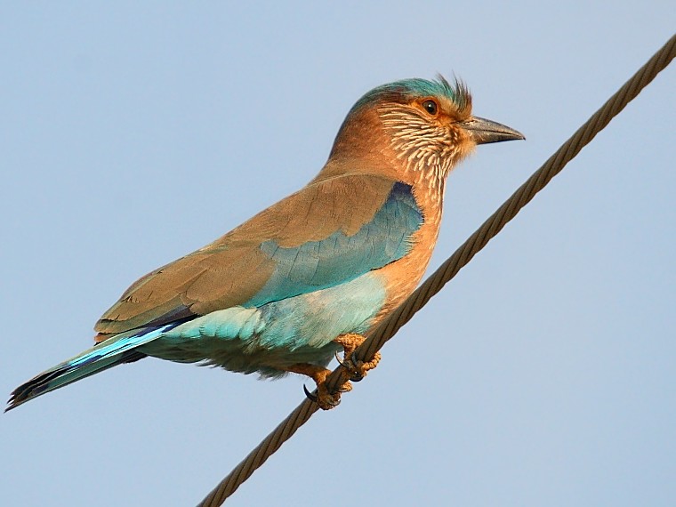 indian_roller4.jpg