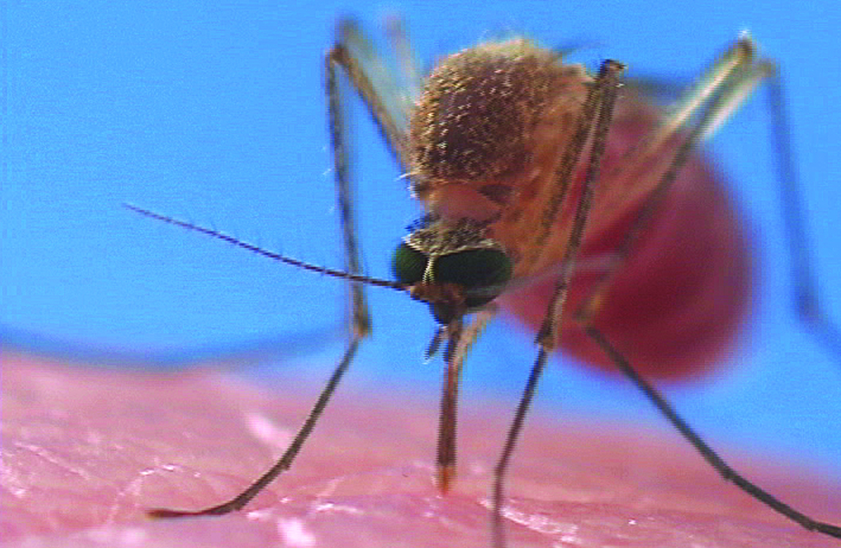 front-view-mosquito-biting-human_1200x782.jpg