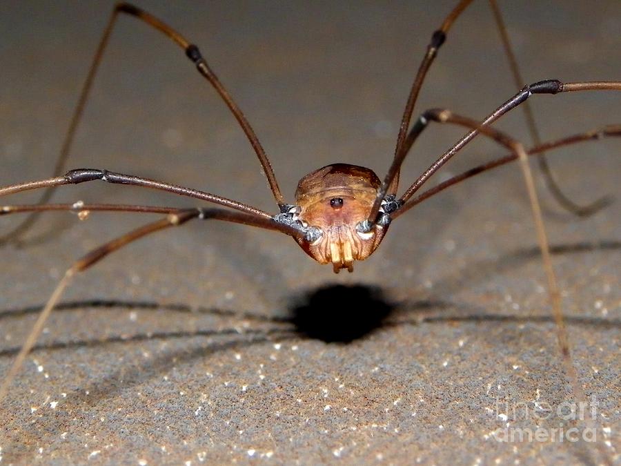 daddy-long-legs-bobby-hammerstone.jpg