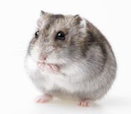 hamster-isolated-white-background-39305947.jpg