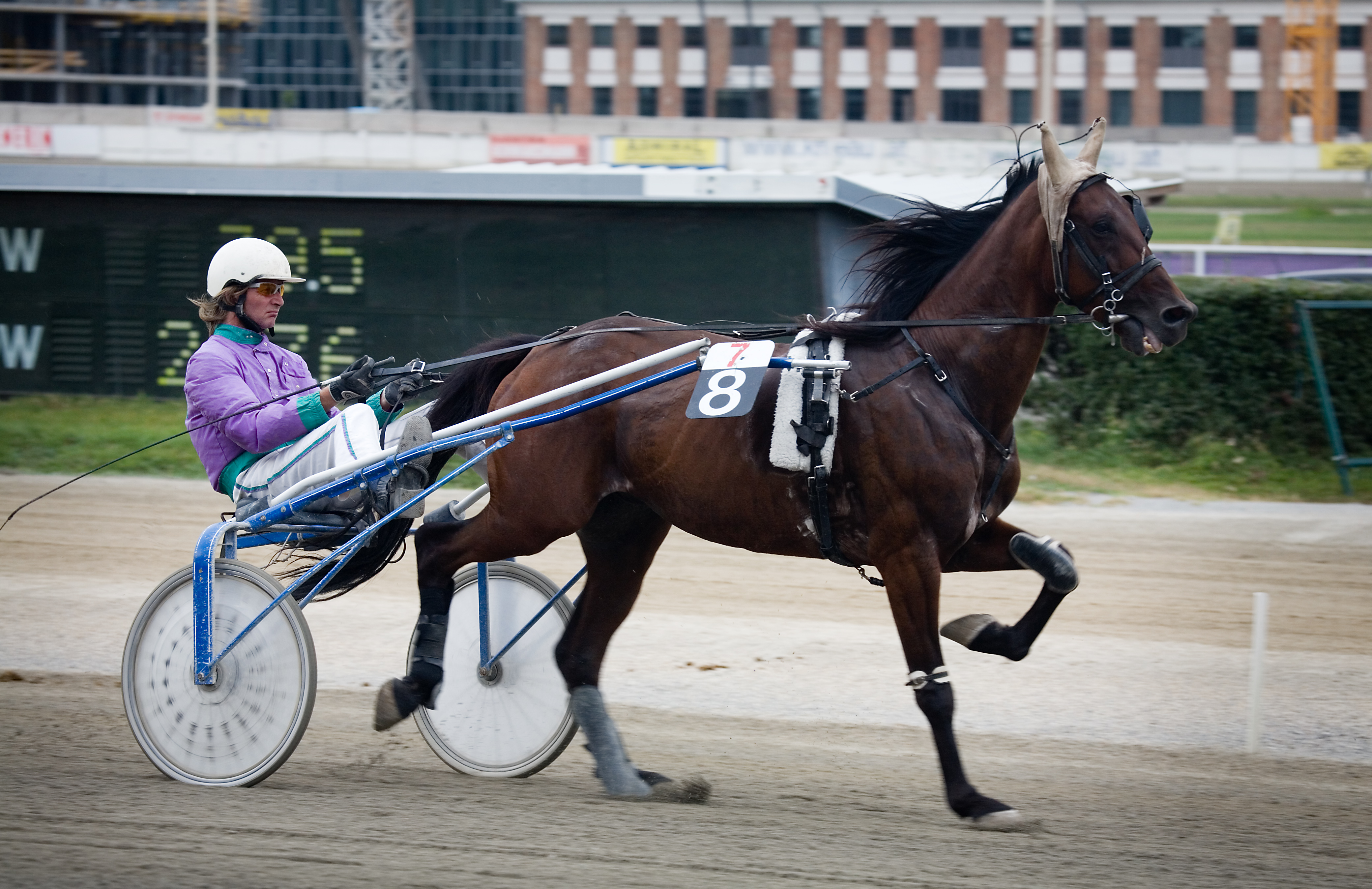 Vienna_-_Trotting_racer_at_the_Krieau_-_6602.jpg