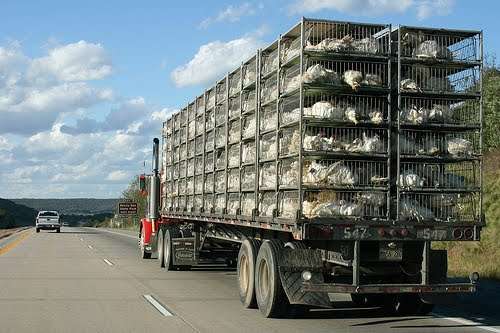 chicken-truck.jpg