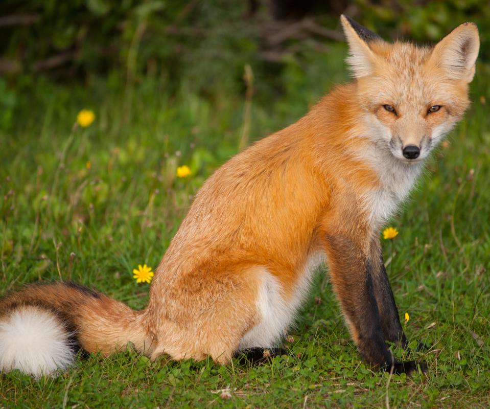 red-fox.jpg