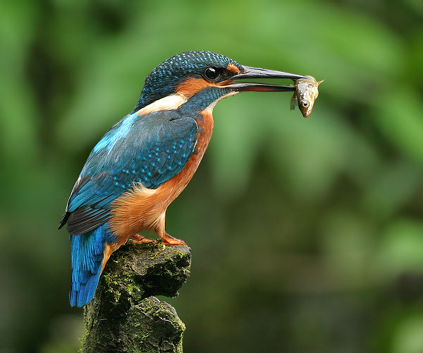 Kingfisher.jpg
