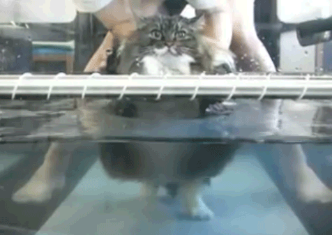 cat-funny-funny-cat-walking-water-Favim.com-370084.gif