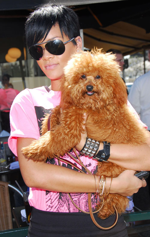rihanna-puppy1.jpg