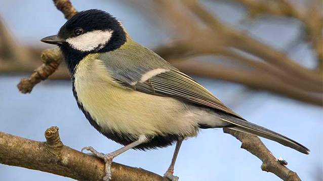 great-tit.jpg
