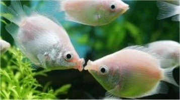 Kissing-gourami.jpg