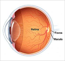 retina.jpg