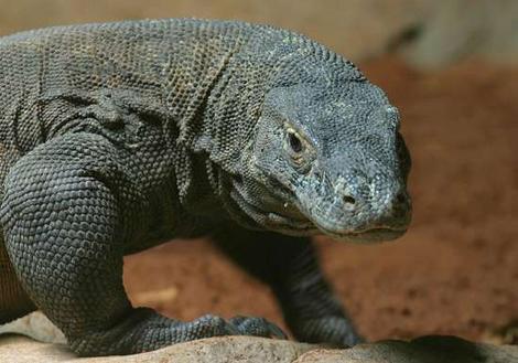komodo_dragon_470x3290.jpg