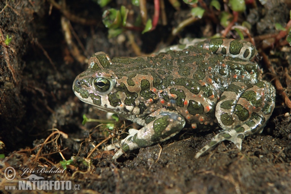 european-green-toad-25087.jpg
