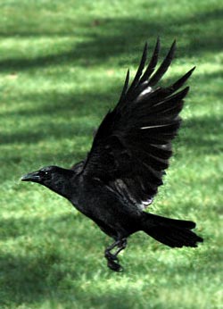 carrion-crow-in-flight.jpg