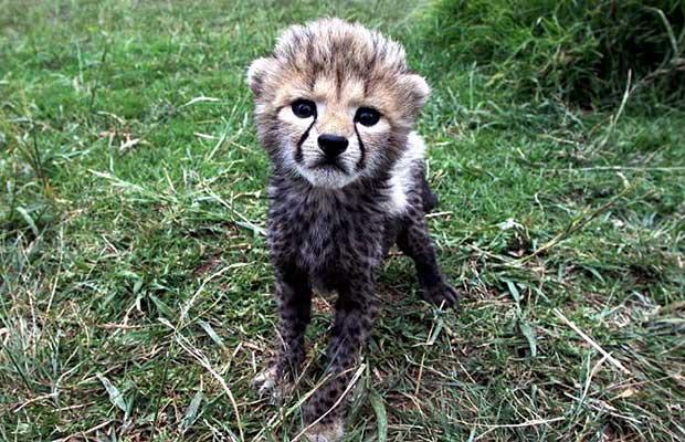 cute_baby_cheetah.jpg