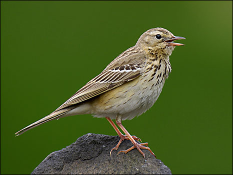 tree_pipit_465x350.jpg