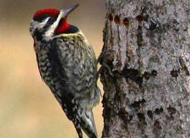 yellow_bellied_sapsucker_cameron_rognan_glamor.jpg