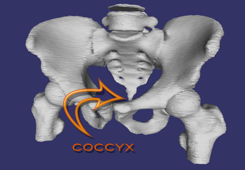 coccyx.jpg